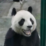Panda Master: Promo Codes, Gameplay, and Safety Checks