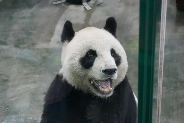 Panda Master: Promo Codes, Gameplay, and Safety Checks
