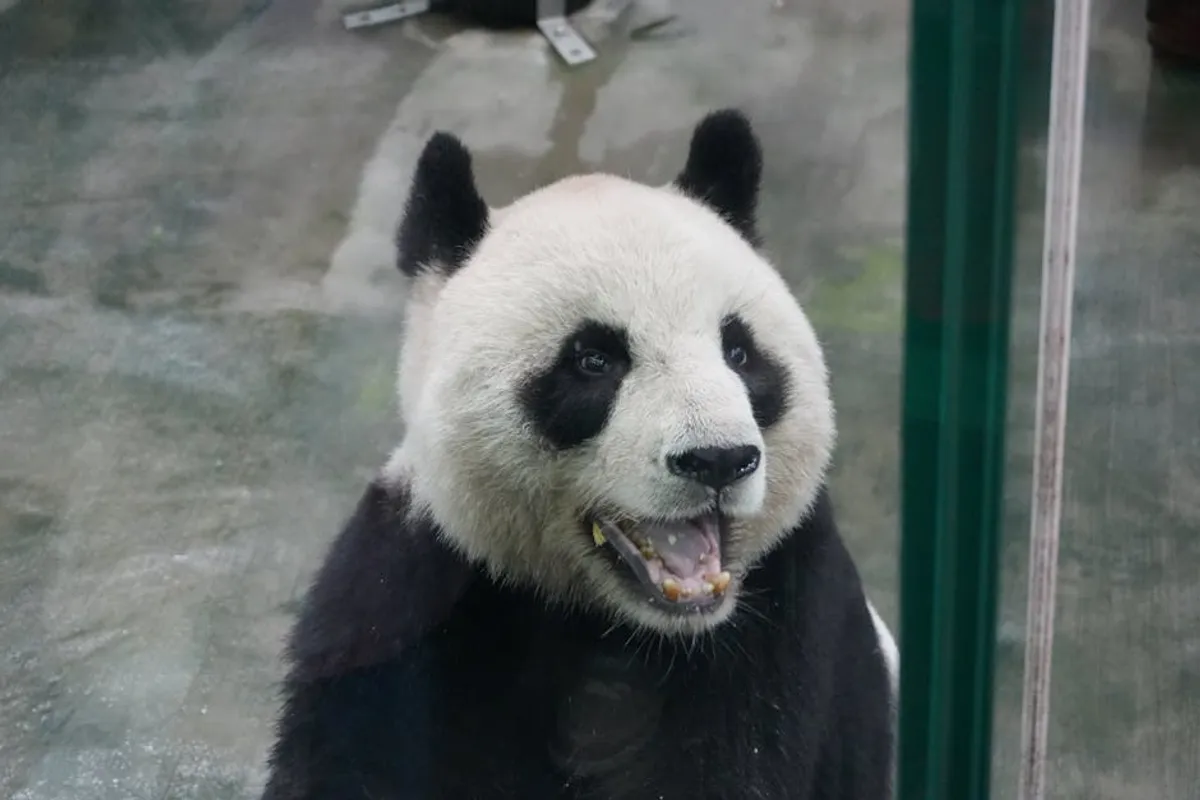 Panda Master: Promo Codes, Gameplay, and Safety Checks